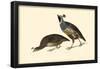 California Quail-null-Framed Poster