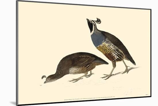 California Quail-null-Mounted Poster