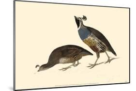 California Quail-null-Mounted Poster