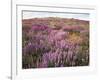 California, Rancho Cuyamaca Sp, Lupine Wildflower Meadow-Christopher Talbot Frank-Framed Photographic Print