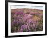 California, Rancho Cuyamaca Sp, Lupine Wildflower Meadow-Christopher Talbot Frank-Framed Photographic Print