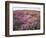 California, Rancho Cuyamaca Sp, Lupine Wildflower Meadow-Christopher Talbot Frank-Framed Photographic Print