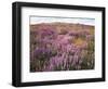 California, Rancho Cuyamaca Sp, Lupine Wildflower Meadow-Christopher Talbot Frank-Framed Photographic Print