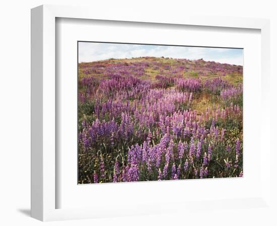 California, Rancho Cuyamaca Sp, Lupine Wildflower Meadow-Christopher Talbot Frank-Framed Photographic Print