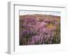 California, Rancho Cuyamaca Sp, Lupine Wildflower Meadow-Christopher Talbot Frank-Framed Photographic Print