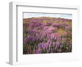 California, Rancho Cuyamaca Sp, Lupine Wildflower Meadow-Christopher Talbot Frank-Framed Photographic Print