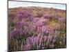California, Rancho Cuyamaca Sp, Lupine Wildflower Meadow-Christopher Talbot Frank-Mounted Photographic Print