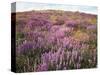 California, Rancho Cuyamaca Sp, Lupine Wildflower Meadow-Christopher Talbot Frank-Stretched Canvas