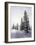 California, Rancho Cuyamaca Sp, Mutated Albino White Lupine-Christopher Talbot Frank-Framed Photographic Print