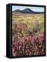 California, Rancho Cuyamaca Sp, Wildflower Landscape-Christopher Talbot Frank-Framed Stretched Canvas