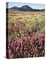 California, Rancho Cuyamaca Sp, Wildflower Landscape-Christopher Talbot Frank-Stretched Canvas