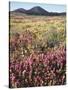 California, Rancho Cuyamaca Sp, Wildflower Landscape-Christopher Talbot Frank-Stretched Canvas