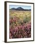 California, Rancho Cuyamaca Sp, Wildflower Landscape-Christopher Talbot Frank-Framed Premium Photographic Print