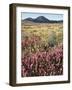 California, Rancho Cuyamaca Sp, Wildflower Landscape-Christopher Talbot Frank-Framed Photographic Print