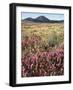 California, Rancho Cuyamaca Sp, Wildflower Landscape-Christopher Talbot Frank-Framed Photographic Print