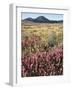 California, Rancho Cuyamaca Sp, Wildflower Landscape-Christopher Talbot Frank-Framed Photographic Print