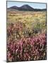 California, Rancho Cuyamaca Sp, Wildflower Landscape-Christopher Talbot Frank-Mounted Photographic Print