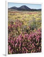 California, Rancho Cuyamaca Sp, Wildflower Landscape-Christopher Talbot Frank-Framed Photographic Print