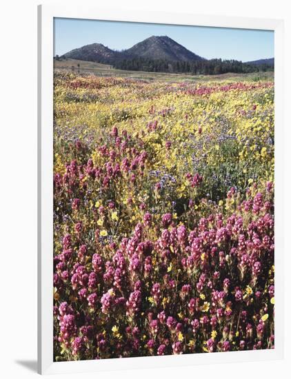 California, Rancho Cuyamaca Sp, Wildflower Landscape-Christopher Talbot Frank-Framed Photographic Print