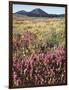 California, Rancho Cuyamaca Sp, Wildflower Landscape-Christopher Talbot Frank-Framed Photographic Print