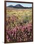 California, Rancho Cuyamaca Sp, Wildflower Landscape-Christopher Talbot Frank-Framed Photographic Print