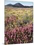 California, Rancho Cuyamaca Sp, Wildflower Landscape-Christopher Talbot Frank-Mounted Photographic Print