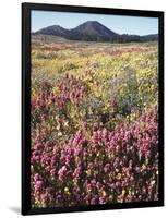 California, Rancho Cuyamaca Sp, Wildflower Landscape-Christopher Talbot Frank-Framed Photographic Print