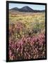 California, Rancho Cuyamaca Sp, Wildflower Landscape-Christopher Talbot Frank-Framed Photographic Print