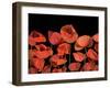 California Red Poppies Isolated Against Black Background-Christian Slanec-Framed Photographic Print