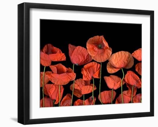 California Red Poppies Isolated Against Black Background-Christian Slanec-Framed Photographic Print