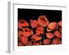 California Red Poppies Isolated Against Black Background-Christian Slanec-Framed Photographic Print