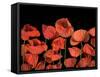 California Red Poppies Isolated Against Black Background-Christian Slanec-Framed Stretched Canvas