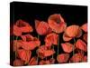 California Red Poppies Isolated Against Black Background-Christian Slanec-Stretched Canvas