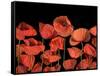 California Red Poppies Isolated Against Black Background-Christian Slanec-Framed Stretched Canvas