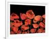 California Red Poppies Isolated Against Black Background-Christian Slanec-Framed Photographic Print