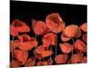 California Red Poppies Isolated Against Black Background-Christian Slanec-Mounted Photographic Print