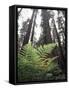 California, Redwood National Park, Ferns and Old Growth Redwoods-Christopher Talbot Frank-Framed Stretched Canvas