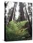 California, Redwood National Park, Ferns and Old Growth Redwoods-Christopher Talbot Frank-Stretched Canvas