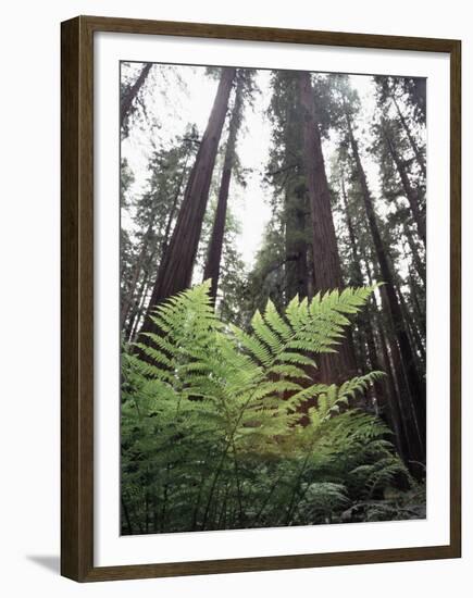 California, Redwood National Park, Ferns and Old Growth Redwoods-Christopher Talbot Frank-Framed Premium Photographic Print