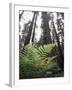 California, Redwood National Park, Ferns and Old Growth Redwoods-Christopher Talbot Frank-Framed Premium Photographic Print