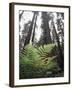 California, Redwood National Park, Ferns and Old Growth Redwoods-Christopher Talbot Frank-Framed Premium Photographic Print