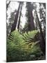 California, Redwood National Park, Ferns and Old Growth Redwoods-Christopher Talbot Frank-Mounted Premium Photographic Print