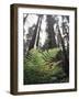 California, Redwood National Park, Ferns and Old Growth Redwoods-Christopher Talbot Frank-Framed Photographic Print