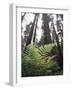 California, Redwood National Park, Ferns and Old Growth Redwoods-Christopher Talbot Frank-Framed Photographic Print