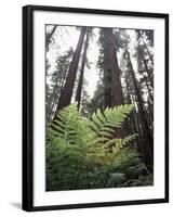 California, Redwood National Park, Ferns and Old Growth Redwoods-Christopher Talbot Frank-Framed Photographic Print