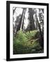 California, Redwood National Park, Ferns and Old Growth Redwoods-Christopher Talbot Frank-Framed Photographic Print