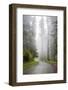 California, Redwood National Park, Lady Bird Johnson Grove, Misty road through the Redwoods.-Jamie & Judy Wild-Framed Photographic Print