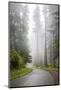 California, Redwood National Park, Lady Bird Johnson Grove, Misty road through the Redwoods.-Jamie & Judy Wild-Mounted Photographic Print