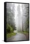 California, Redwood National Park, Lady Bird Johnson Grove, Misty road through the Redwoods.-Jamie & Judy Wild-Framed Stretched Canvas