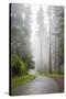 California, Redwood National Park, Lady Bird Johnson Grove, Misty road through the Redwoods.-Jamie & Judy Wild-Stretched Canvas